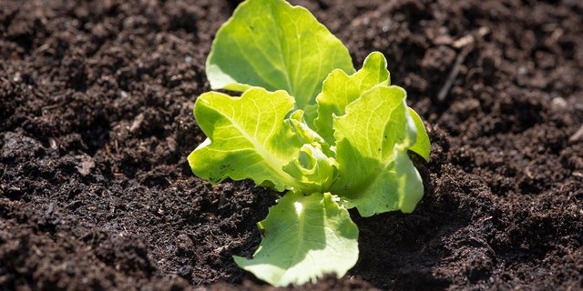 Zum abholbaren Sortiment gehören auch verschiedene Salatsetzlinge. (Bild Pixabay)