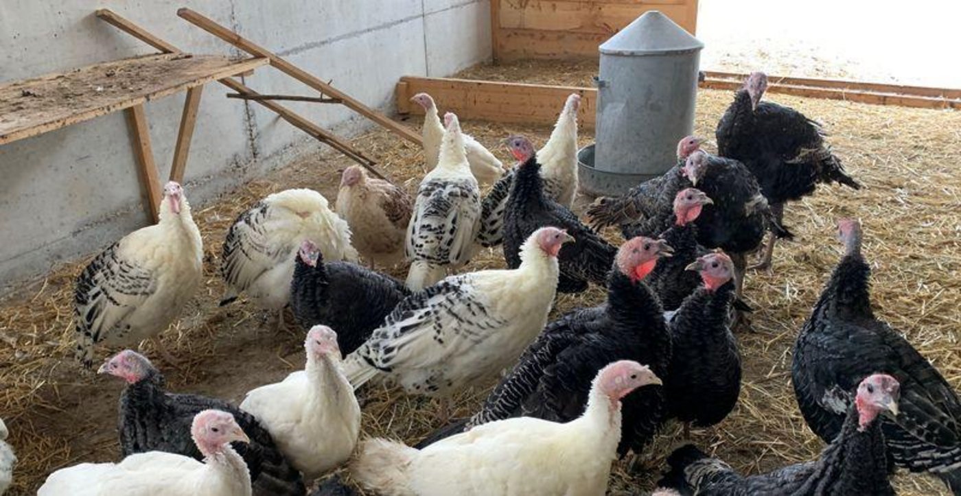 Gemäss Animal Health Online sind aktuell vor allem deutsche Betriebe mit Truthahnzucht von der Vogelgrippe betroffen. (Bild Lid)