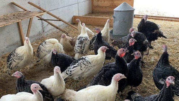 Gemäss Animal Health Online sind aktuell vor allem deutsche Betriebe mit Truthahnzucht von der Vogelgrippe betroffen. (Bild Lid)