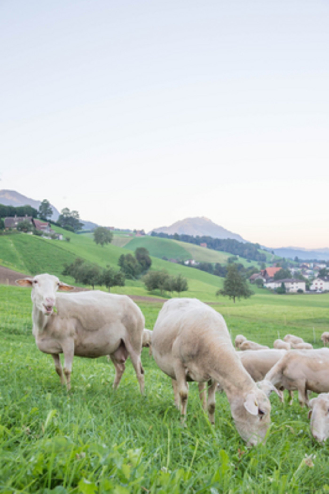 Schafe passen gut in hügelige Gebiete wie hier im Entlebuch. (David Eppenberger)