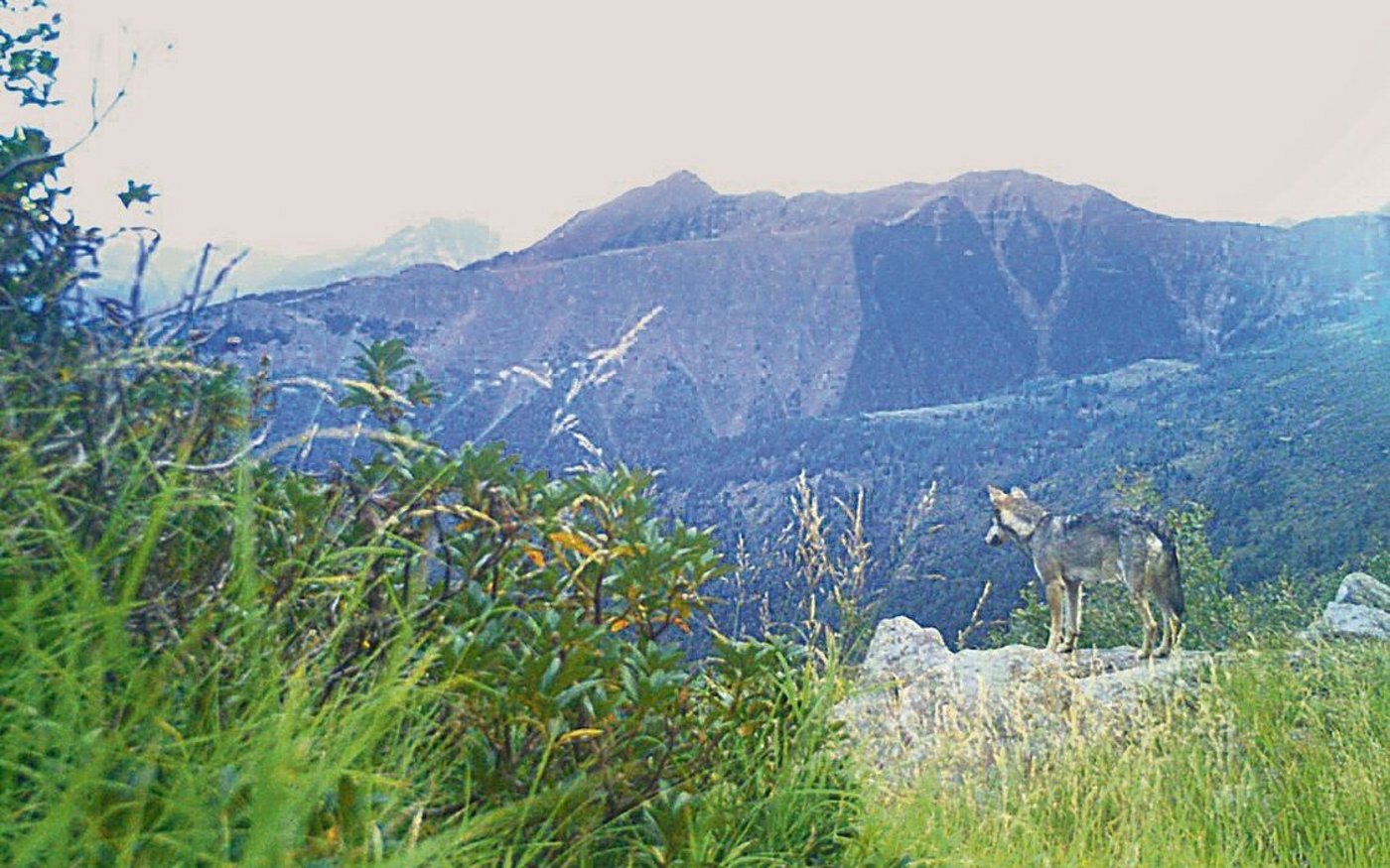 Der Wolf passt sich schneller den Gegebenheiten an, als dies Landwirte und Älpler oft vermögen, und wird dadurch ein Stück weit zum Herrscher der Alpen. 