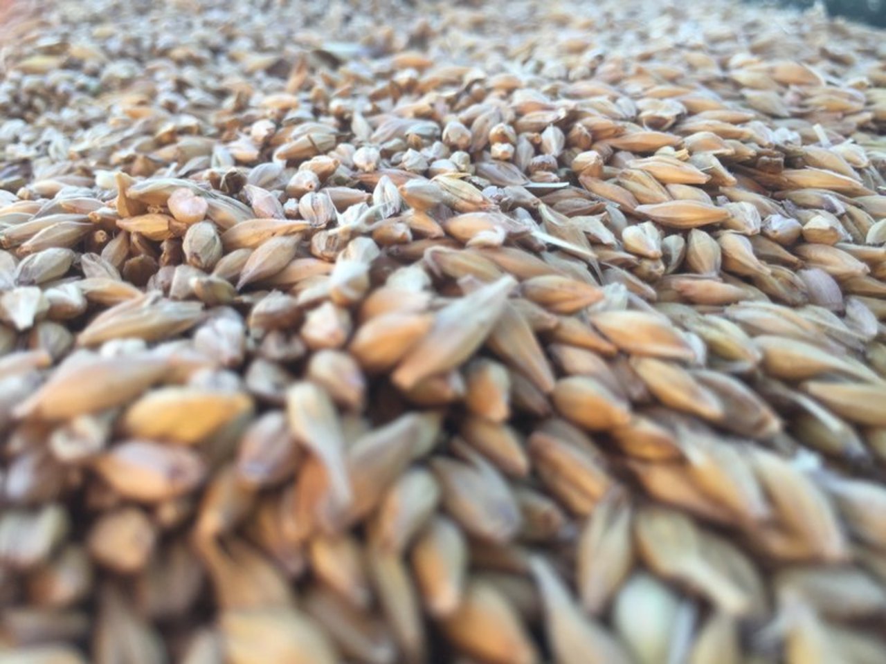 Das Getreide verhält sich ähnlich wie Treibsand. (Symbolbild Nicole Geiser)