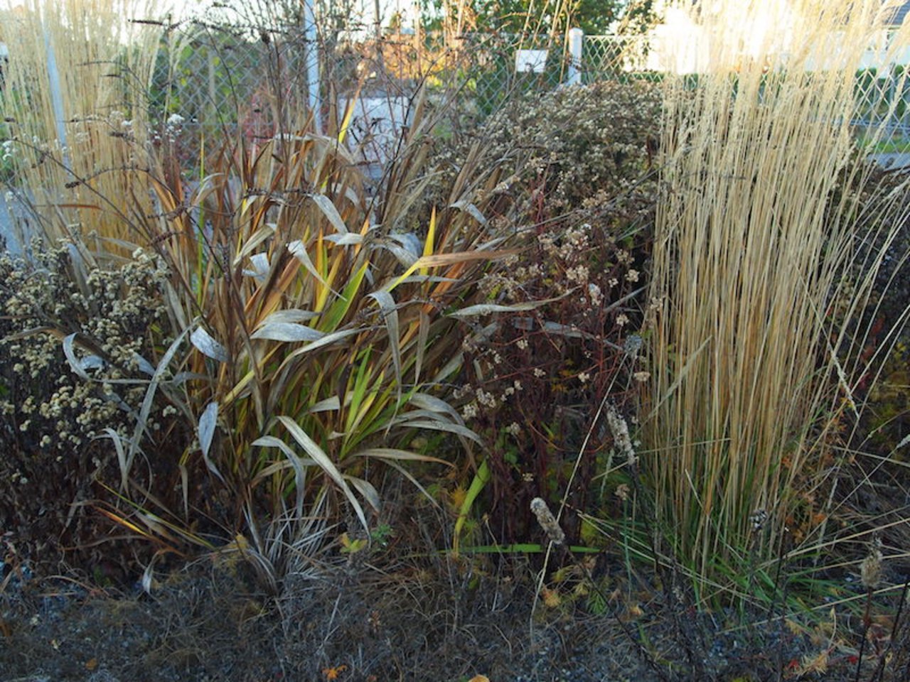 Etwas "Unordung" lohnt sich: mahlerische Pflanzenstrukturen im Winterhalbjahr. (Bilder Ruth Bossardt)
