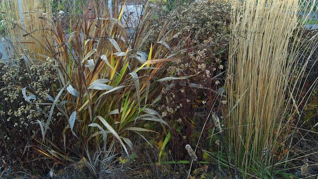 Etwas "Unordung" lohnt sich: mahlerische Pflanzenstrukturen im Winterhalbjahr. (Bilder Ruth Bossardt)