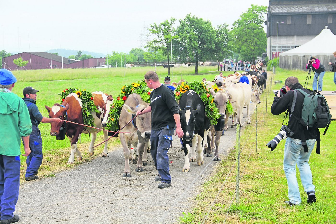 Die 60-köpfige Herde des Strickhofs bezieht für 20 Monate einen Ersatzstall im benachbarten Nürensdorf. Angeführt von den geschmückten Leitkühen verliessen sie am Dienstag den Stall in Lindau, der einem Neubau weichen muss. (Bild Christian Weber)