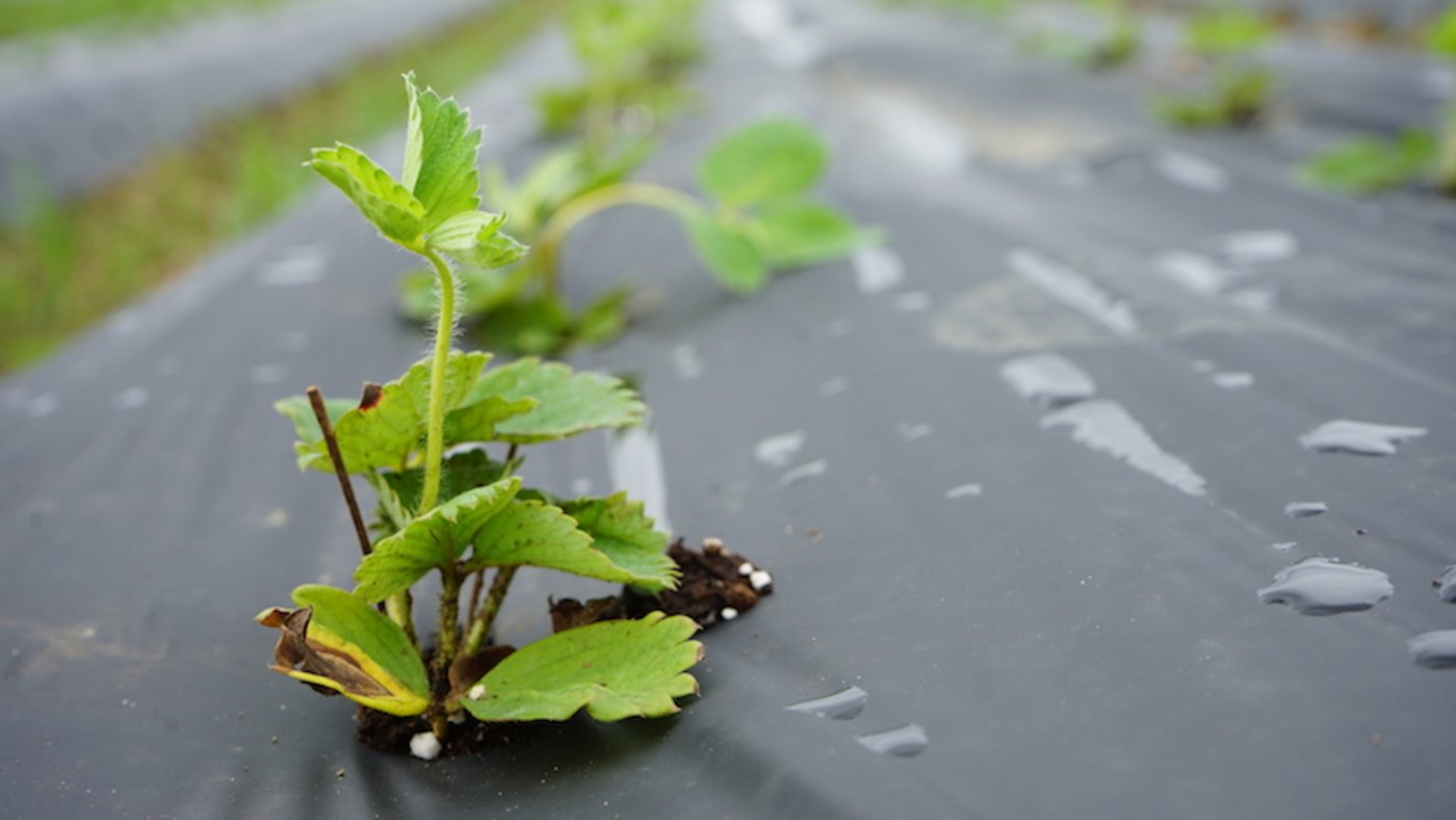 Die kleinen Pflänzchen brauchen nun etwas Regen damit sie ein gutes Wurzelwerk bilden können.  (Bild lid)