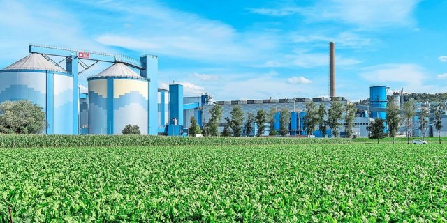 Mit 16 500 ha Zuckerrüben verzeichnet die Zucker AG erstmals seit Jahren wieder einen Flächenzuwachs.  