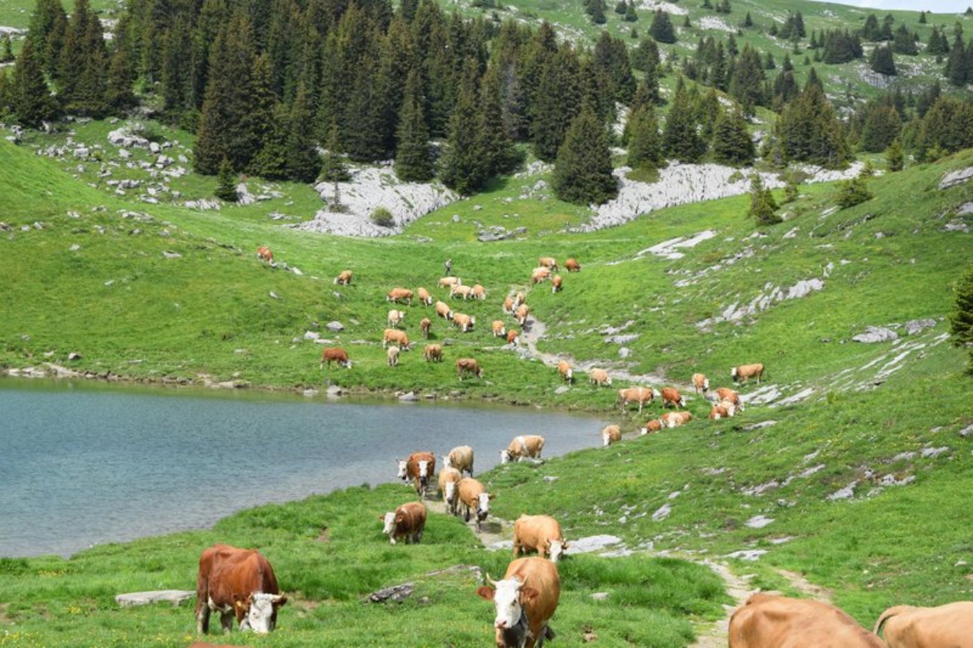 Die Berggebiete sind grundsätzlich zufrieden mit der AP 22+. (Bild Fankhauser Peter Fankhauser)