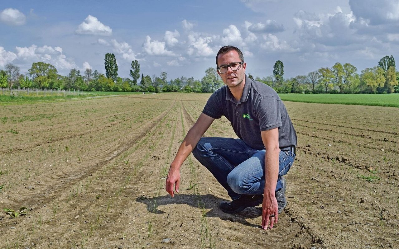 Bruno Stucki begutachtet die Zwiebeln auf dem Feld. Sie sind schön aufgelaufen, der Start erfolgte wunschgemäss, auch dank Bewässerung.