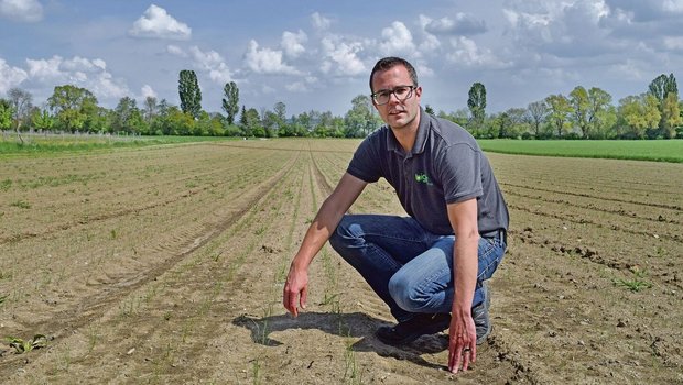 Bruno Stucki begutac Bruno Stucki begutachtet die Zwiebeln auf dem Feld. Sie sind schön aufgelaufen, der Start erfolgte wunschgemäss, auch dank Bewässerung.