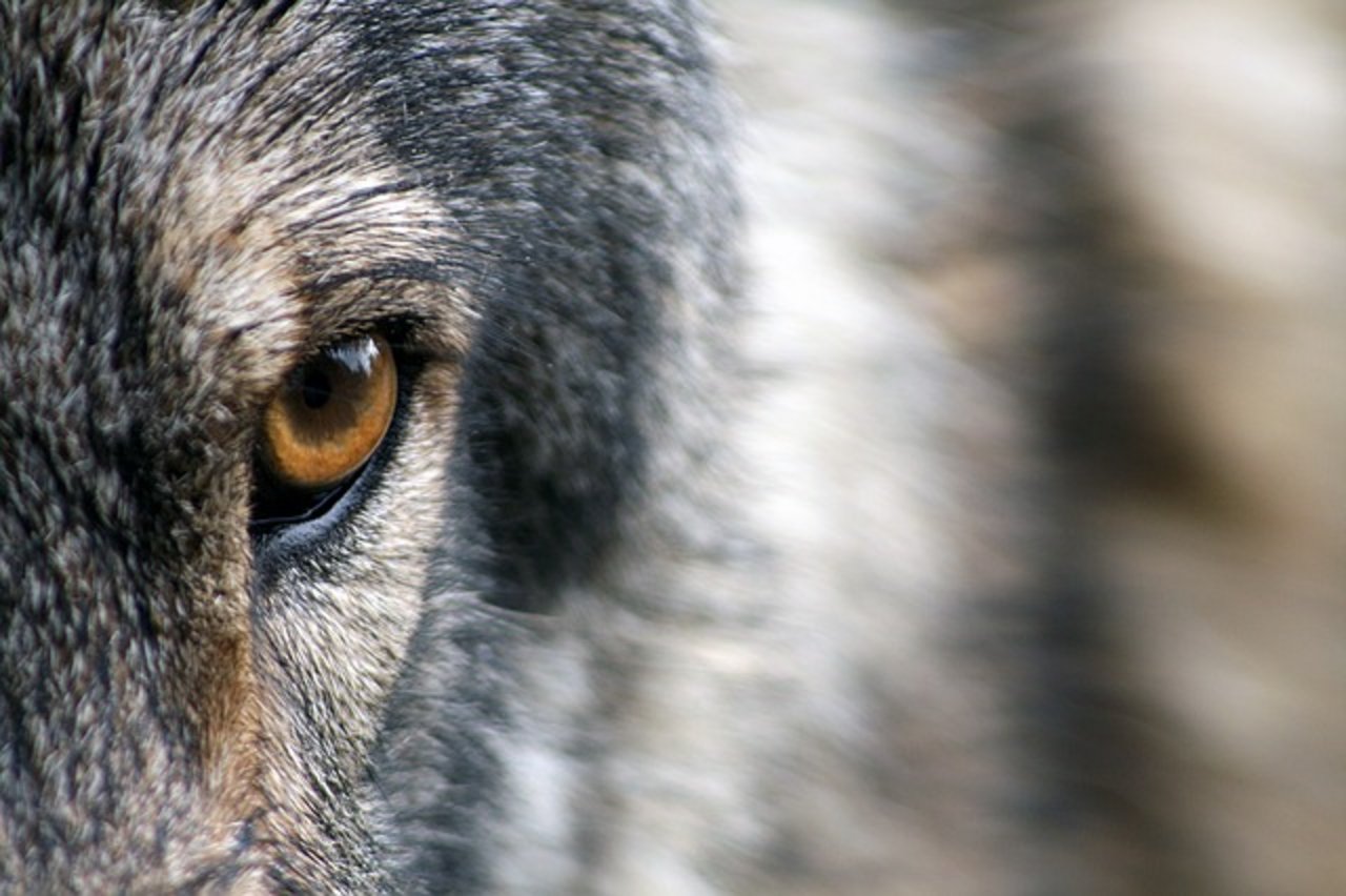 Ob es sich bei dem Wolf, um den gesuchten Problemwolf handelt ist bisher noch nicht geklärt. Seine DNA soll nun untersucht werden. (Symbolbild Pixabay)