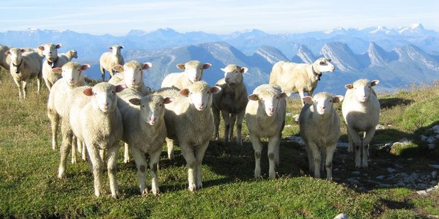 Nicht gut genug geschützt. (Symbolbild)(Lukas Bitterli/landwirtschaft.ch)