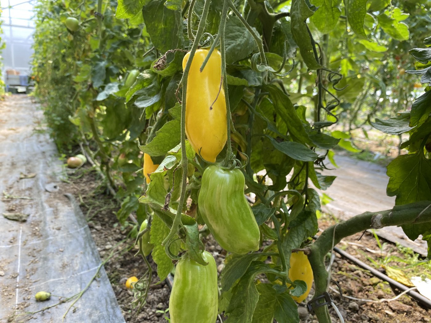 Längliche Tomaten haben meist ein festes Fruchtfleisch.