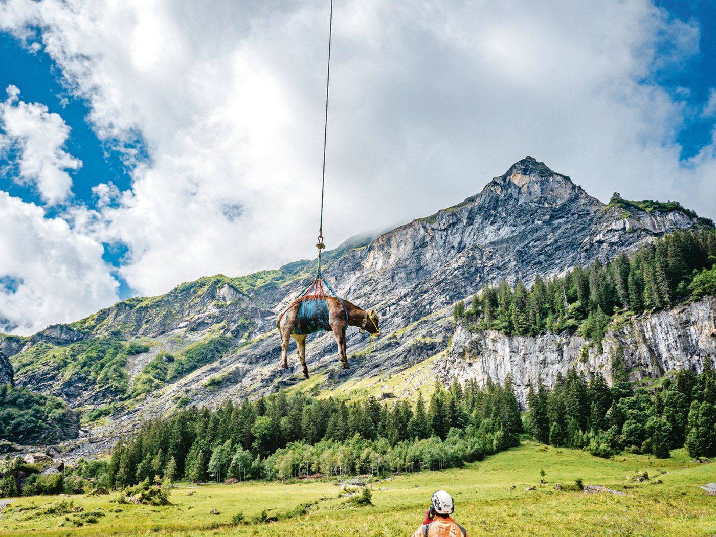Die verletze Kuh Jil ist im Landeanflug. Der Pilot ist stets im Funkkontakt mit dem Flughelfer am Boden, der das Tier in Empfang nimmt.(Bild lmc)