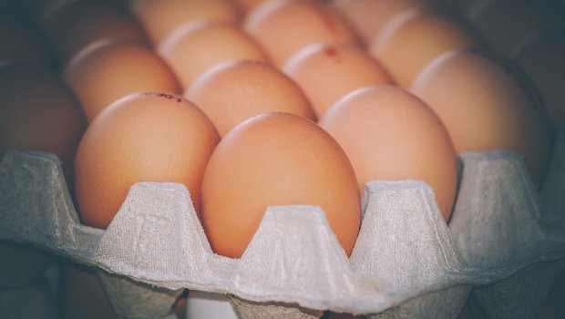 Die aktuell grosse Nachfrage nach Eiern und Milch soll mit mehr Teilzollkontingenten befriedigt werden – man könne die Schweizer Produktion schliesslich nicht so schnell umbauen. (Bild Pixabay)
