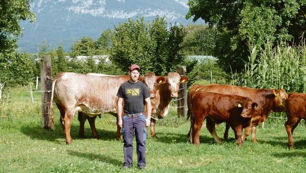 Shorthorn-Mutterkühe: Englische Farbtupfer auf der Weide In Simon Kaufmanns Herde laufen weissschimmlige Shorthorn-Mutterkühe, reinrassige Limousin und F1-Kreuzungstiere.(Bilder jsc)