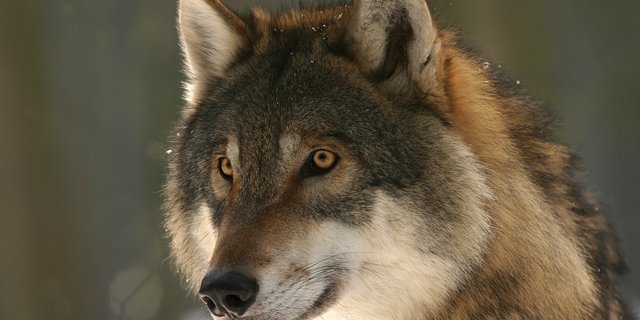 Erst wurde ein Wolf hinter Schafrissen im Kanton Uri vermutet.(Symbolbild Pixabay)