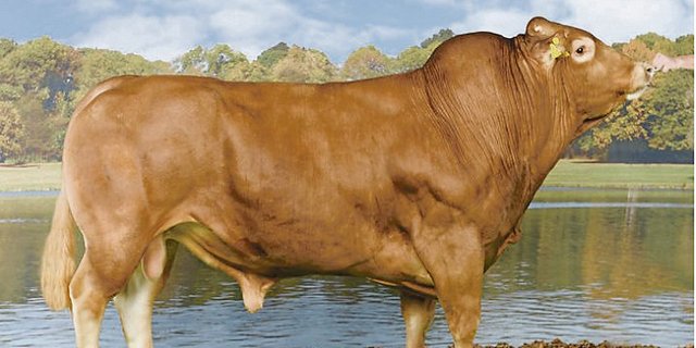 Auch bei Limousin-Stier Charlie wurden bei einzelnen Chargen die Samendosen verwechselt. Obwohl jemand mit Charlie besamt hat, könnte es daraus ein Holstein- oder SF-Kalb geben.(Bild KeLeKi)