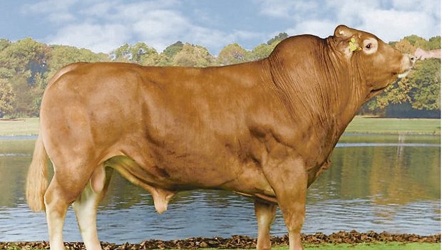 Auch bei Limousin-Stier Charlie wurden bei einzelnen Chargen die Samendosen verwechselt. Obwohl jemand mit Charlie besamt hat, könnte es daraus ein Holstein- oder SF-Kalb geben.(Bild KeLeKi)