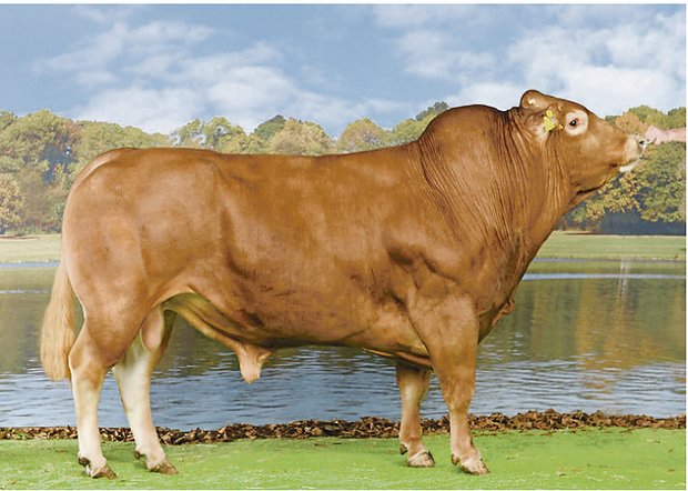 Auch bei Limousin-Stier Charlie wurden bei einzelnen Chargen die Samendosen verwechselt. Obwohl jemand mit Charlie besamt hat, könnte es daraus ein Holstein- oder SF-Kalb geben.(Bild KeLeKi)