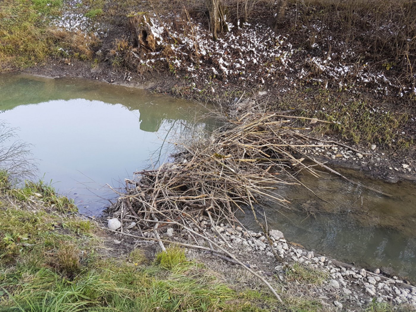 Der Biber staut den Brästengraben bei Kallnach im Grossen Moos. (ji) 