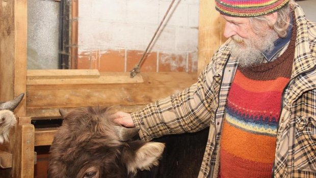 Armin Capaul kämpft für horntragende Kühe und Ziegen.  Die Enthornung verurteilt er als Verstümmelung der Tiere. (Bild cap)