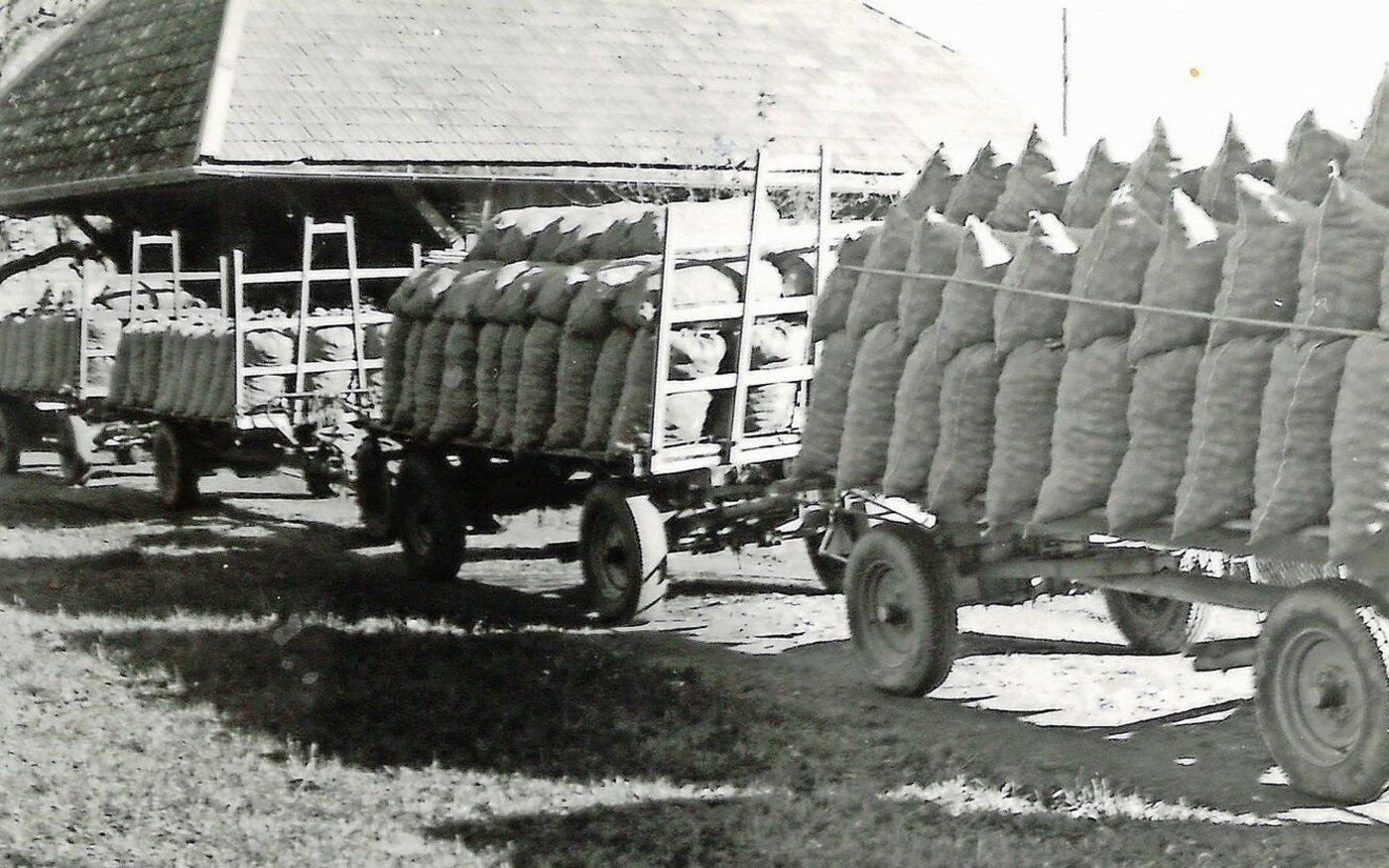 Nach dem Graben konnte man am Abend noch die 50 kg schweren Kartoffelsäcke auf den Wagen laden.