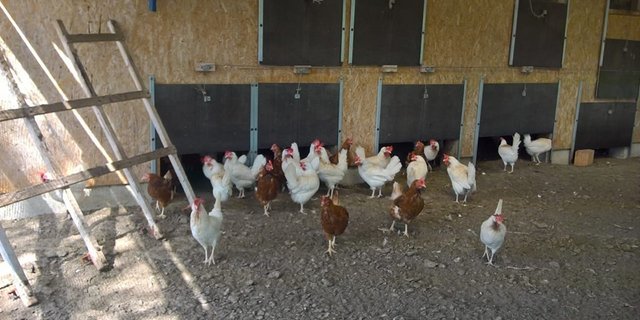Legehennen werden zwar rund fünf Jahre alt. Weil ihre Legeleistung nach einer Weile aber nachlässt, werden sie nach rund 18 Monaten durch jüngere Artgenossinnen ersetzt. (Bild Tierhilfe Schweiz)