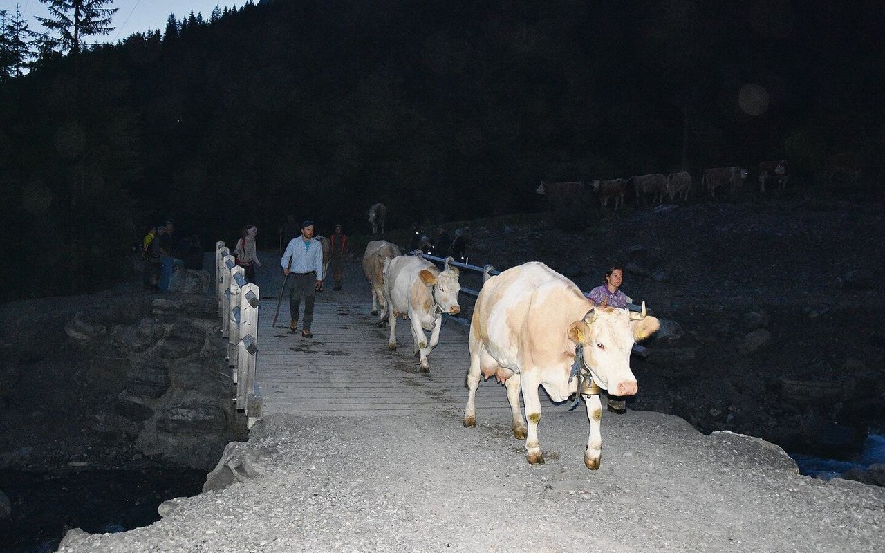 Noch bei Dunkelheit ziehen die ersten Tiere los. Rund 350 Kühe und Rinder marschieren auf die Engstligenalp. 