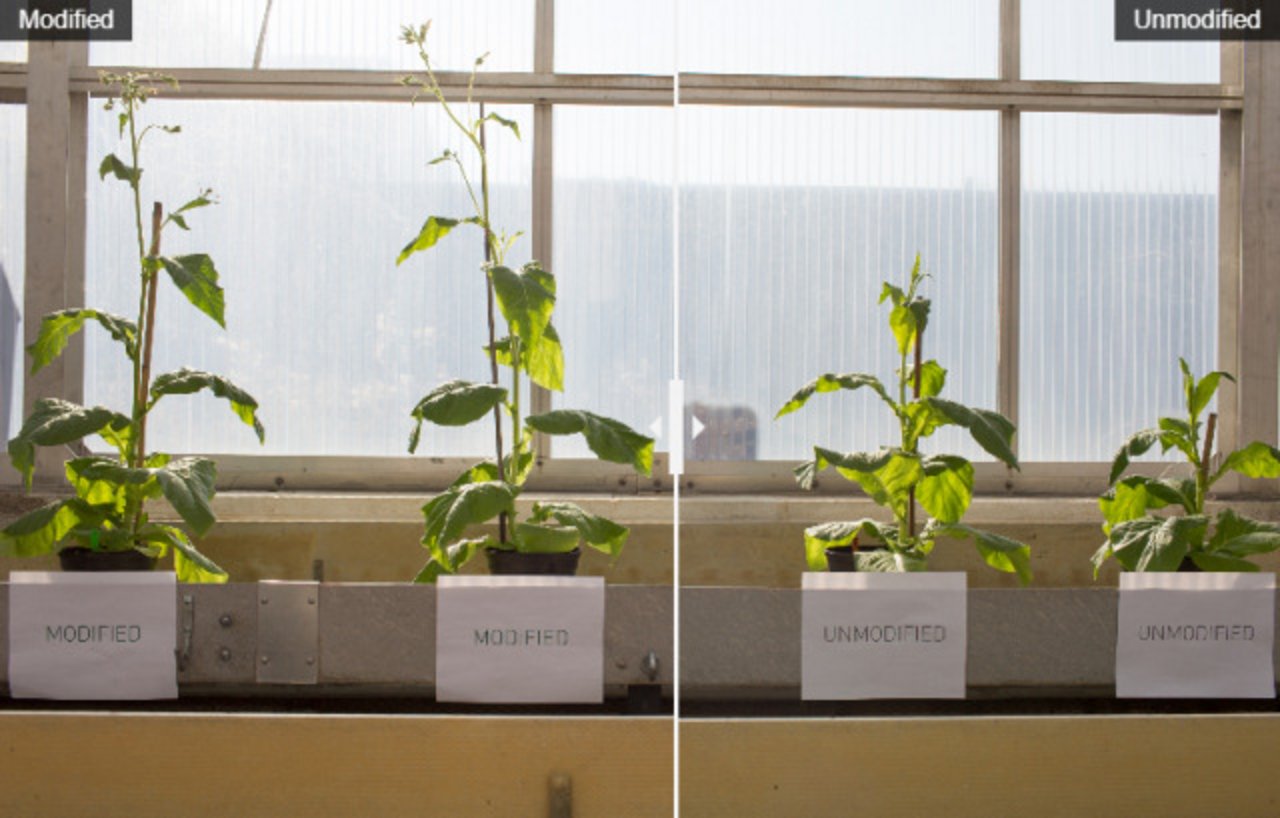 Die unveränderten Pflanzen (rechts) wachsen neben gentechnisch modifizierten Pflanzen (links), in denen die energieaufwändige Lichtatmung durch neue Stoffwechselwege reduziert wurde. (Bild: © Claire Benjamin/RIPE Project)