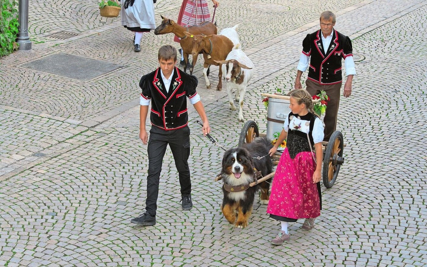 Viele verschiedenen Sujets wurden am Alpabzug präsentiert. Hier der Berner Sennenhund mit der «Bränte». 