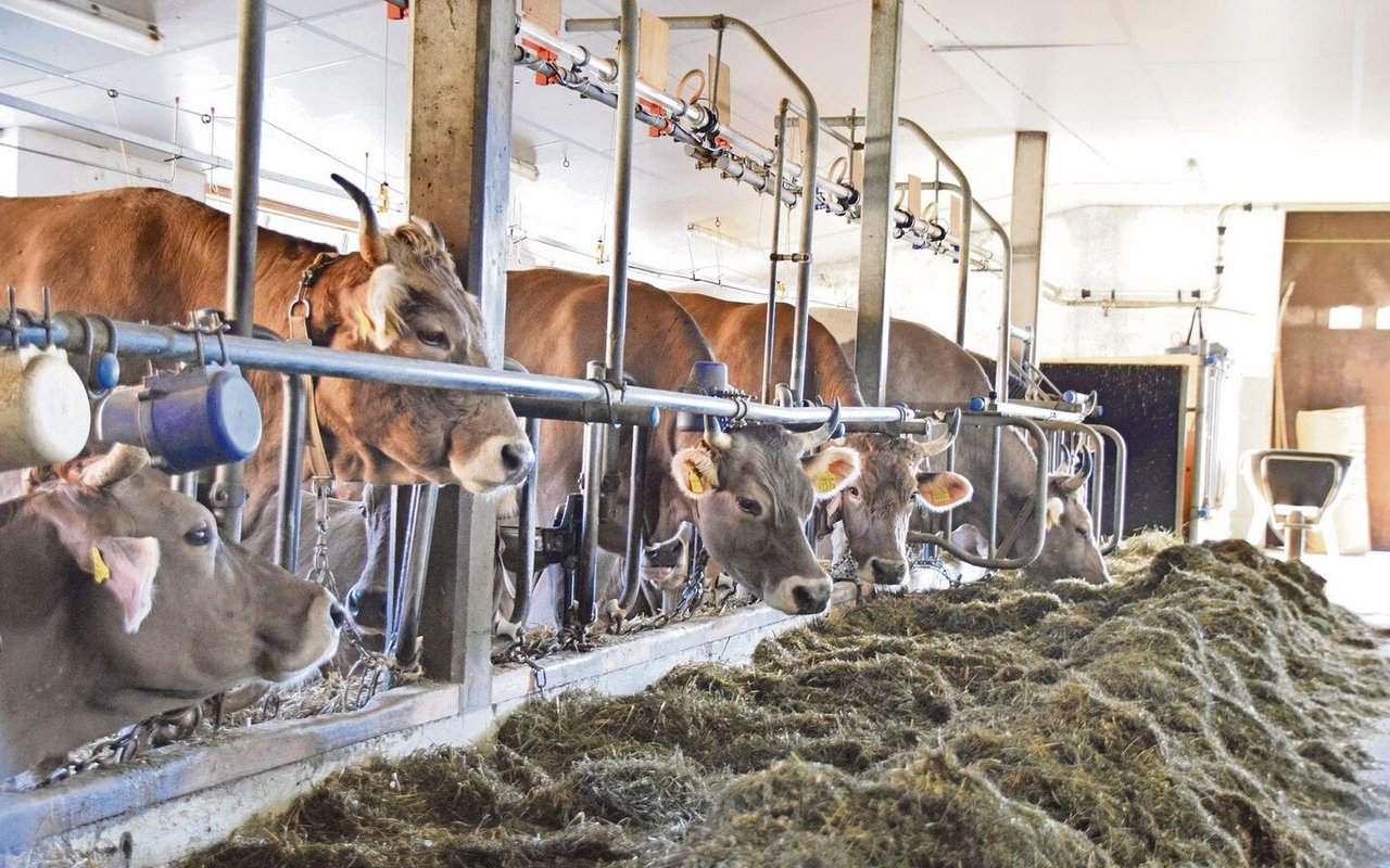 Rund 30 Prozent der Rinder in der Schweiz werden heute in einem Anbindestall gehalten. Laut Tierschutzverordnung müssen diese insgesamt 90 Tage im Jahr Auslauf erhalten. 