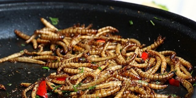 Mehlwürmer sind in der Schweiz zur menschlichen Ernährung zugelassen. (Bild Pixabay)