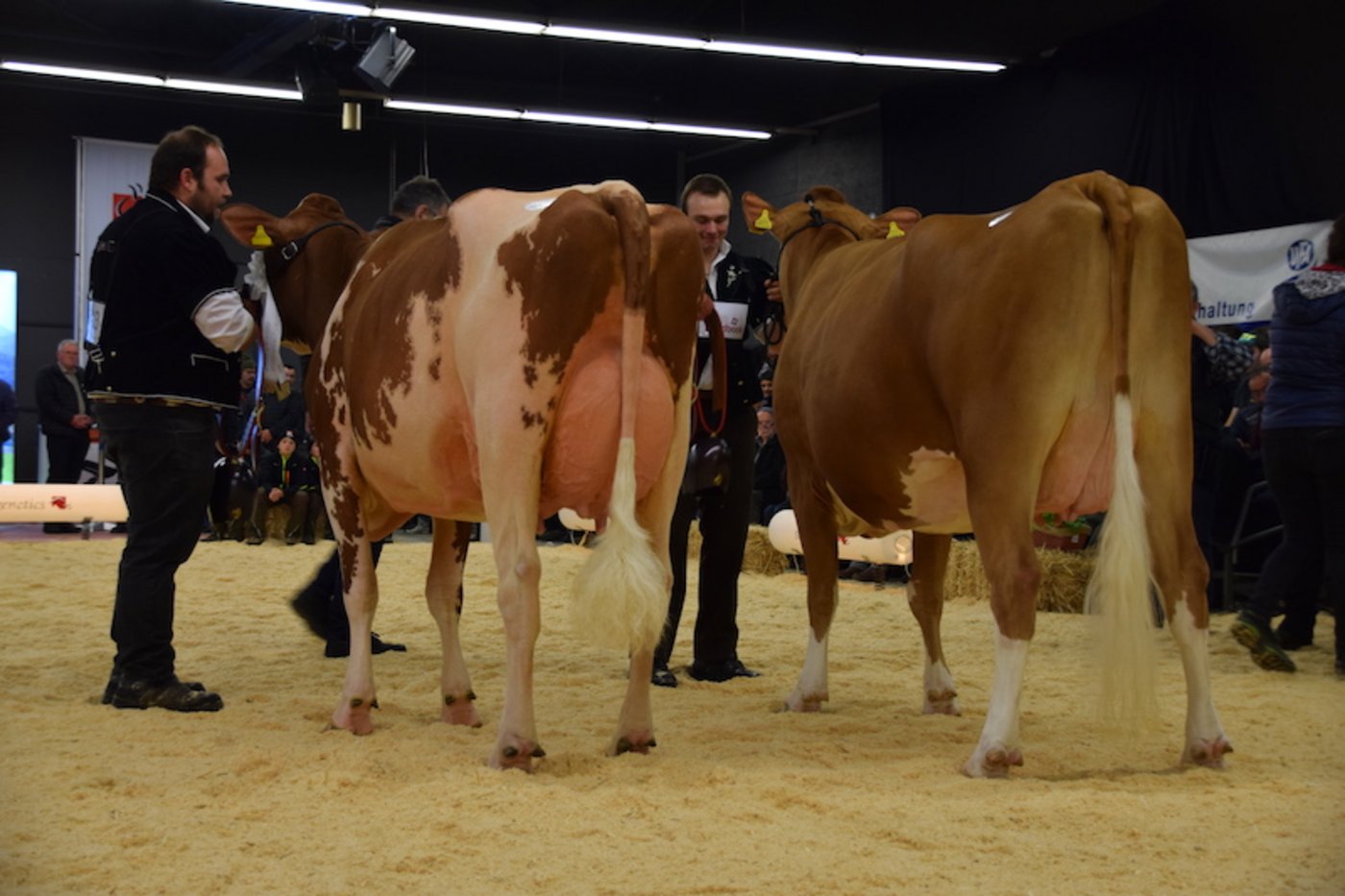 Swiss Fleckvieh Schöneuter Champion (links) Kilian-Tochter Birba von Sandro Wölfli aus Fahrni bei Thun. Rechts davon die Championkuh Odyssey Grischuna von Ueli Aeschlimann, Trub BE. 