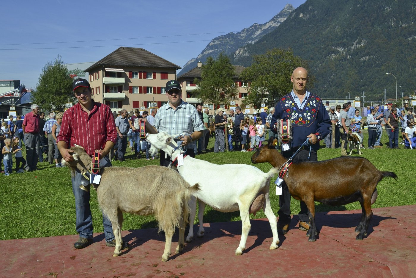 Die Ziegen-Missen (v. l. n. r.): Daniela von Josef und Martin Herger, Seelisberg, Nokia und Madonna aus dem Stall von Tino und Valo Gisler, Bürglen. (Bilder Paul Küchler)