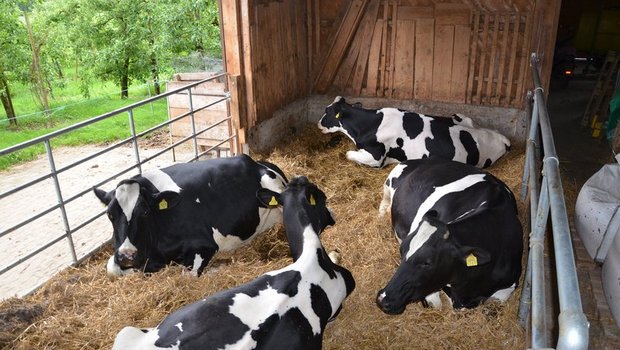 Jedes Jahr werden die besten Holstein-Züchter ausgezeichnet. (Bild Ruth Aerni)