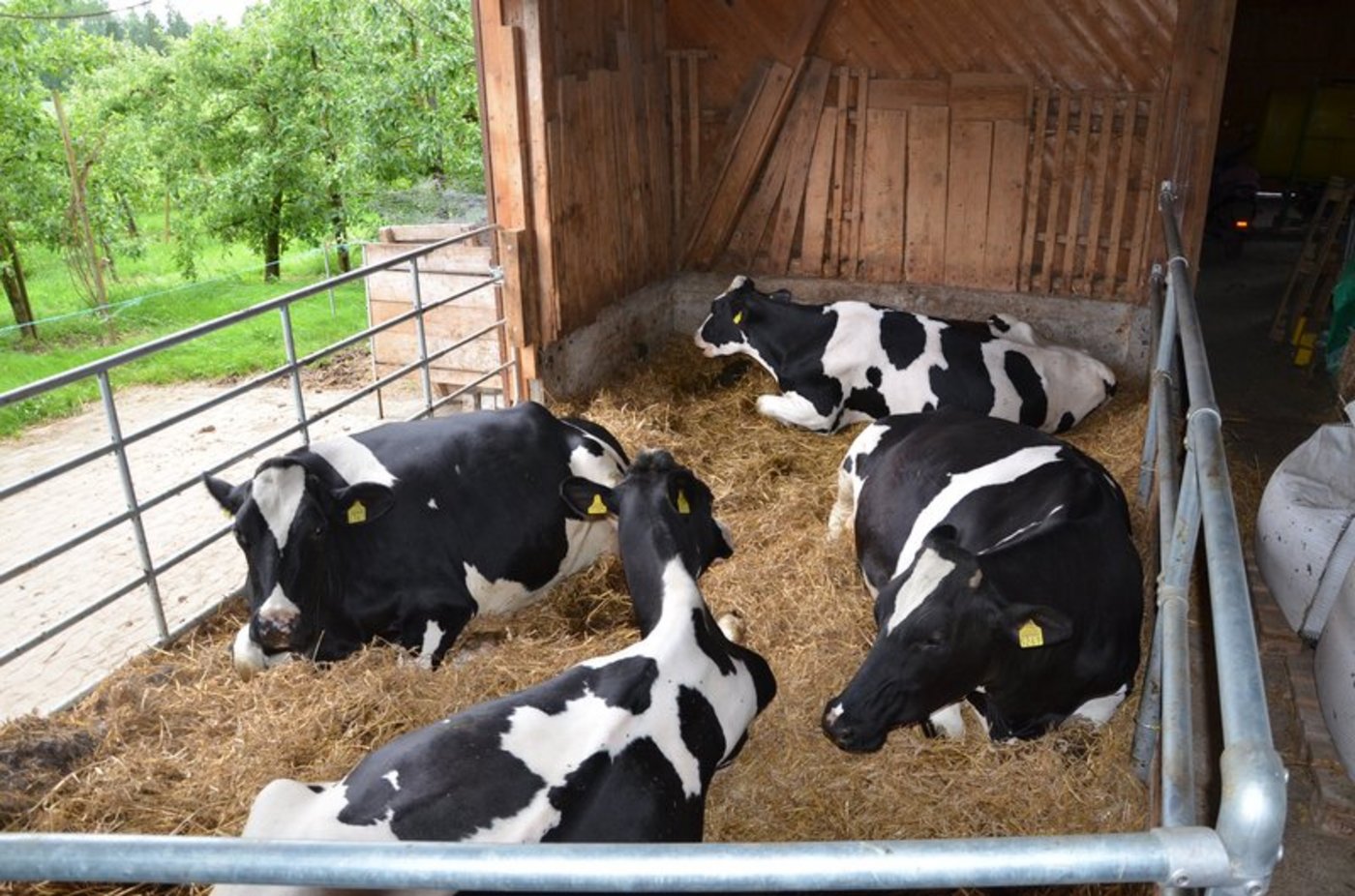 Jedes Jahr werden die besten Holstein-Züchter ausgezeichnet. (Bild Ruth Aerni)