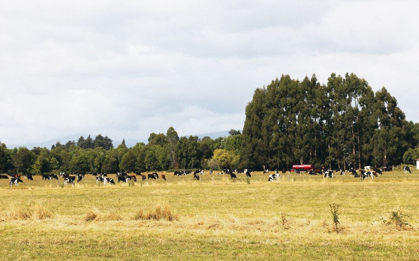Ein Teil der 6000 Kühe von Ricardo Rios. Er plant, seine Herde auf 10 000 Milchkühe zu vergrössern.