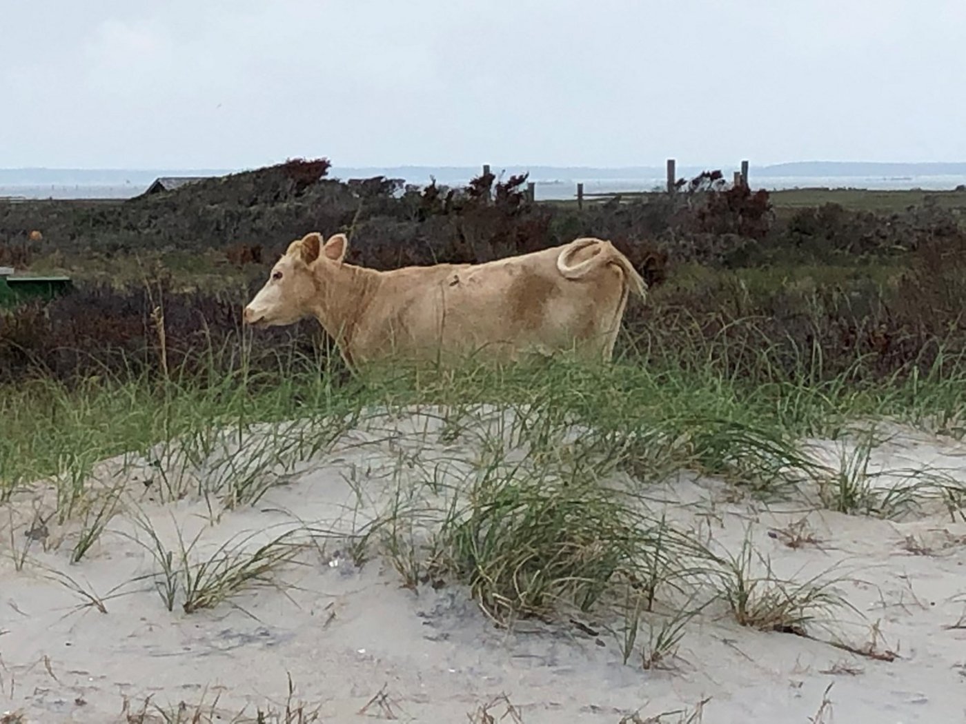 Die Tiere seien scheu und ergreifen die Flucht, sobald sich ihnen jemand nähert. (Bild Cape Lookout National Seashore)
