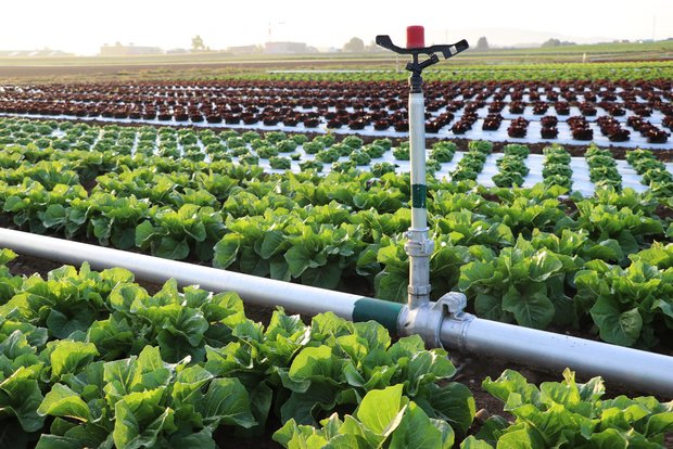 Die Bewässerung in Gemüsekulturen ist jetzt schon Standard. Hier werden vor allem Sprinkleranlagen eingesetzt. (Bild Ruth Aerni)
