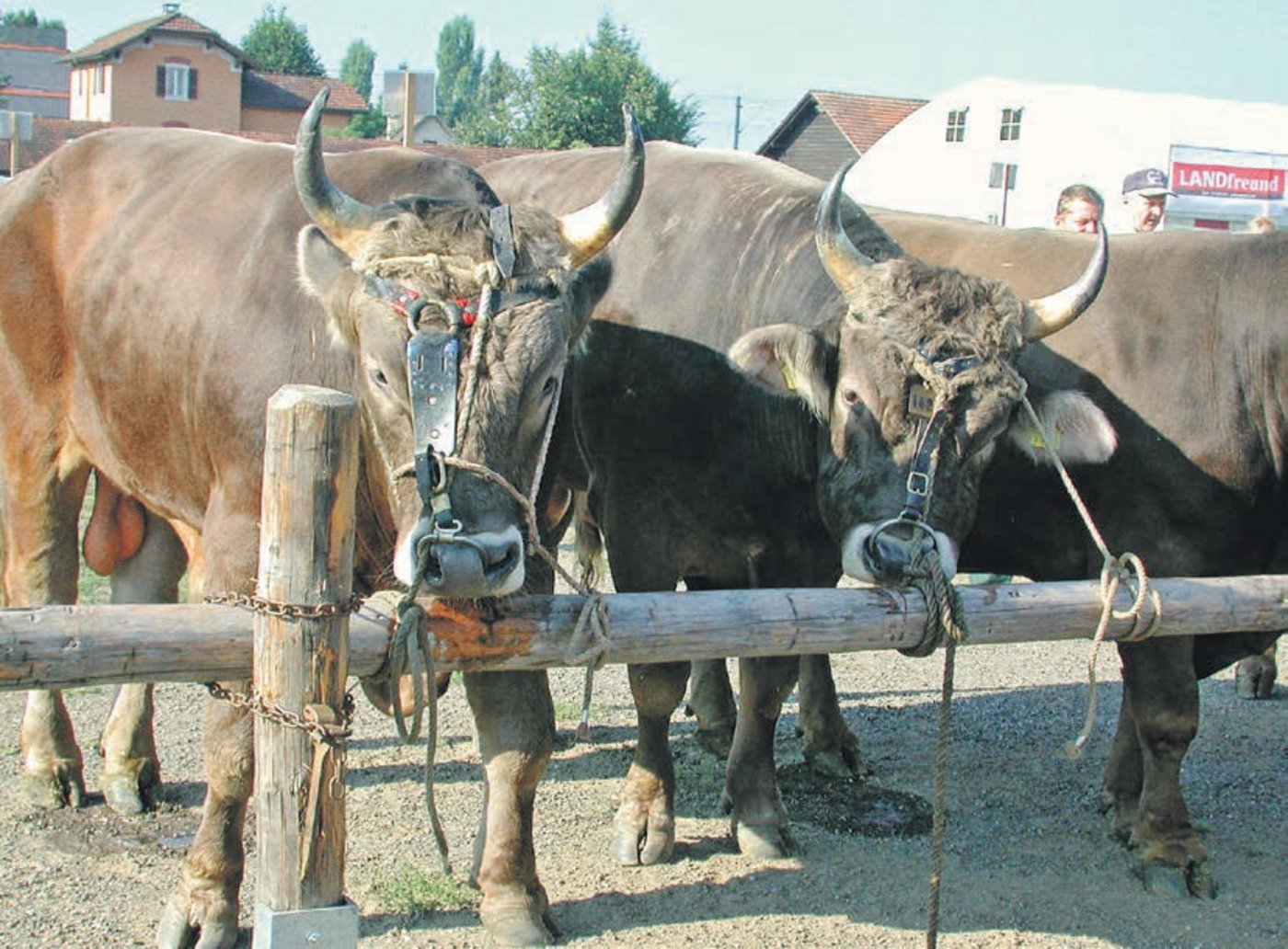 Schöne OB-Stiere am Zuchtstierenmarkt in Zug. Immer mehr aufgeführte Stiere können ein genomisches Resultat vorweisen. (Bild Jeanne Woodtli)