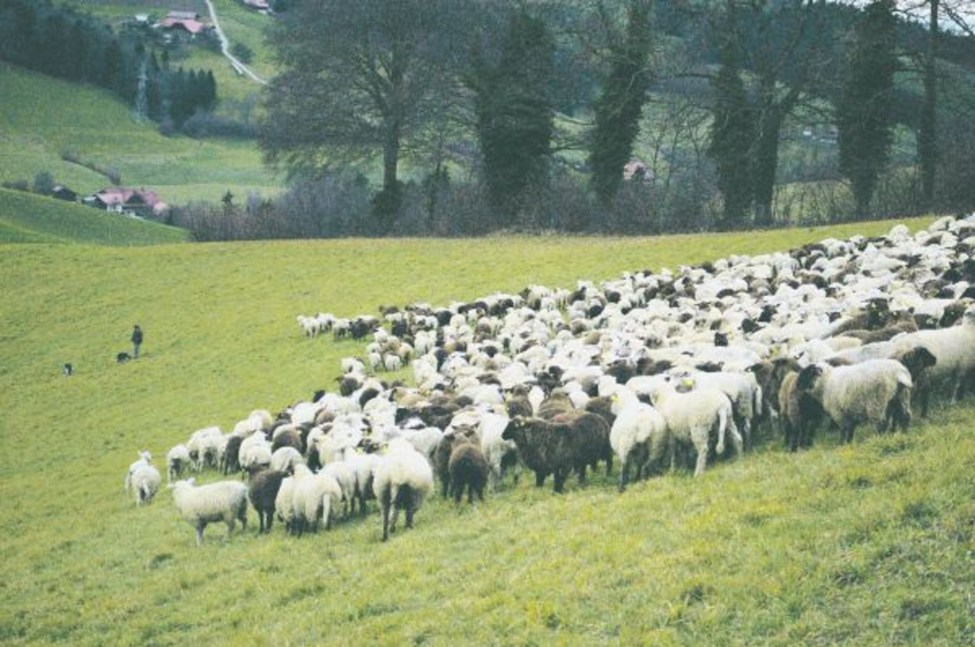 Die Einzeltierkennzeichnung bei Schafen stellt die kommerziellen Schafhalter mit grossen Herden vor Herausforderungen. Lückenlose Tiergeschichten für jedes Schaf bedeuten in ihren Augen viel Bürokratie und wenig Nutzen. (Bild Daniela Joder)