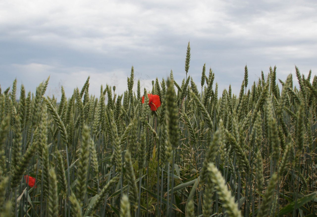 Die Europäische Union will den Anteil an Bio-Flächen erhöhen.. (Bild ji)