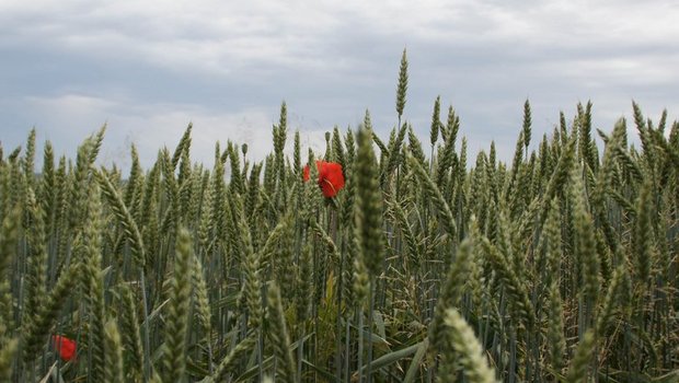 EU-Kommission will Bio-Landwirtschaft und -Konsum ankurbeln Die Europäische Union will den Anteil an Bio-Flächen erhöhen.. (Bild ji)