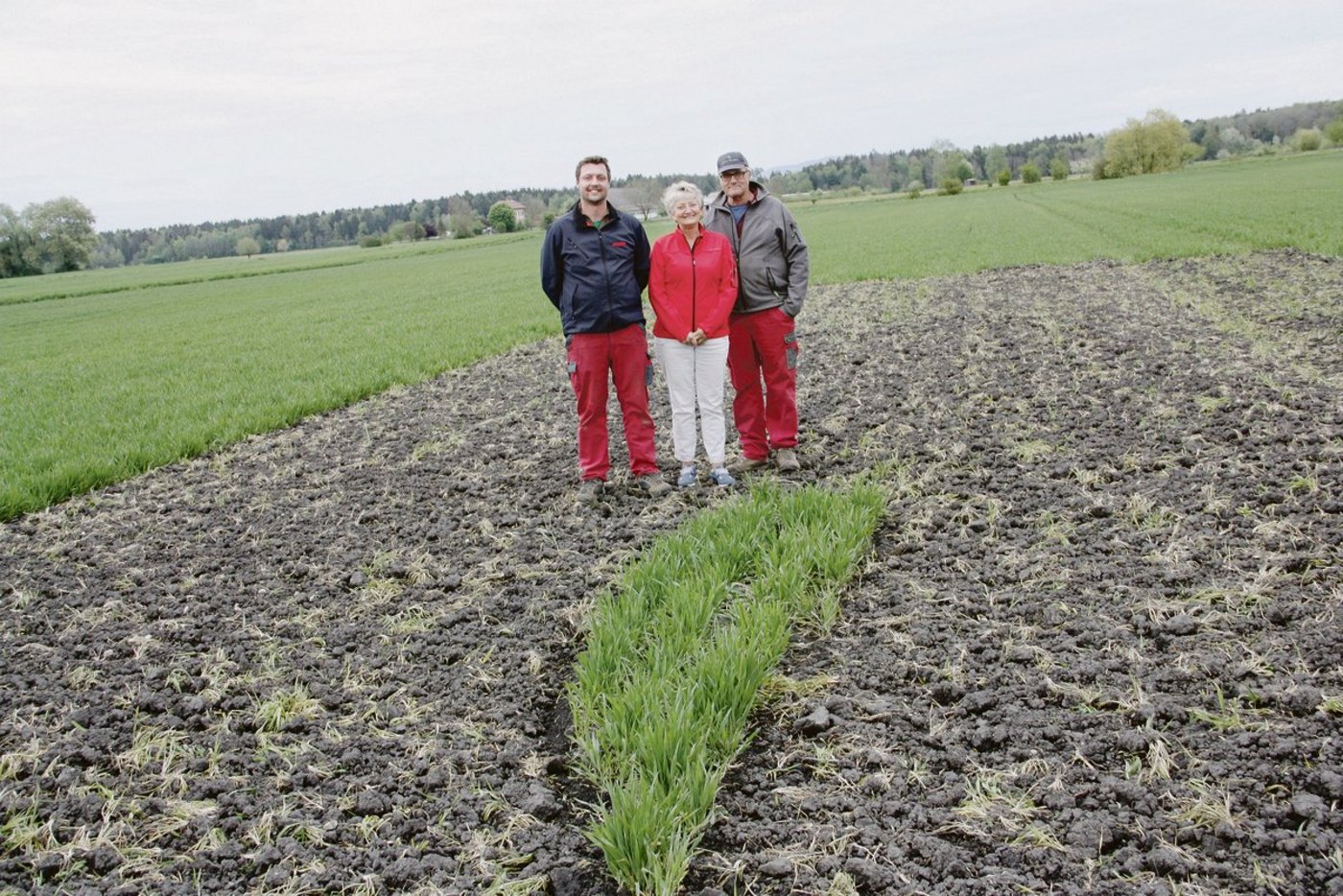 Roger, Vreni und Peter Schwab (v. l. n. r.) haben den Winterweizen rund um das Kiebitznest ausgeeggt, da die Tiere den Überblick halten wollen.  Die Kiebitzjungen sind Nestflüchter und suchen schon kurz nach dem Schlüpfen selbständig Nahrung.  