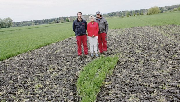 Roger, Vreni und Peter Schwab (v. l. n. r.) haben den Winterweizen rund um das Kiebitznest ausgeeggt, da die Tiere den Überblick halten wollen. Die Kiebitzjungen sind Nestflüchter und suchen schon kurz nach dem Schlüpfen selbständig Nahrung. 