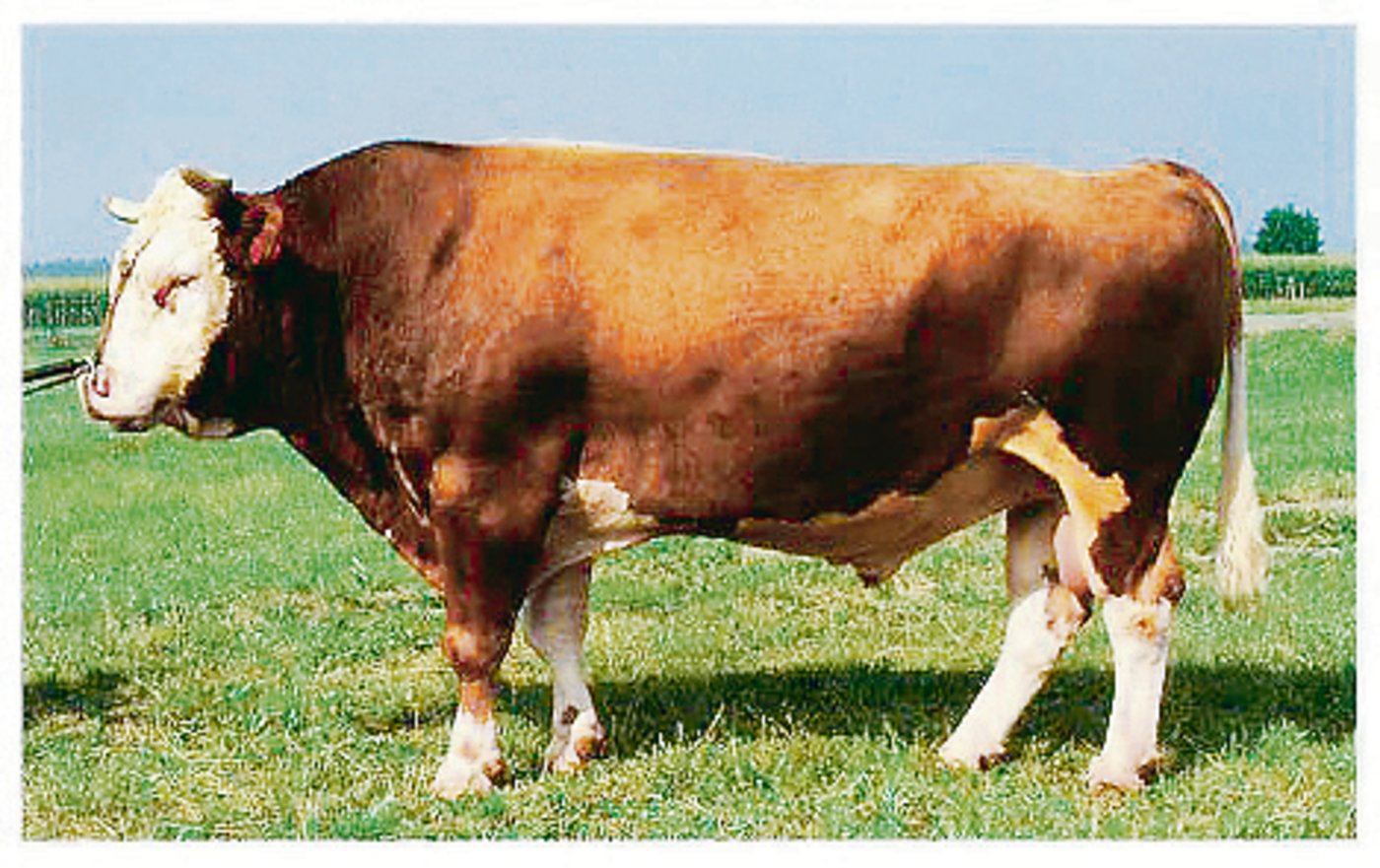 Trimbo war einer der besten Triple-Söhne in der Schweiz.(Bild zVg)