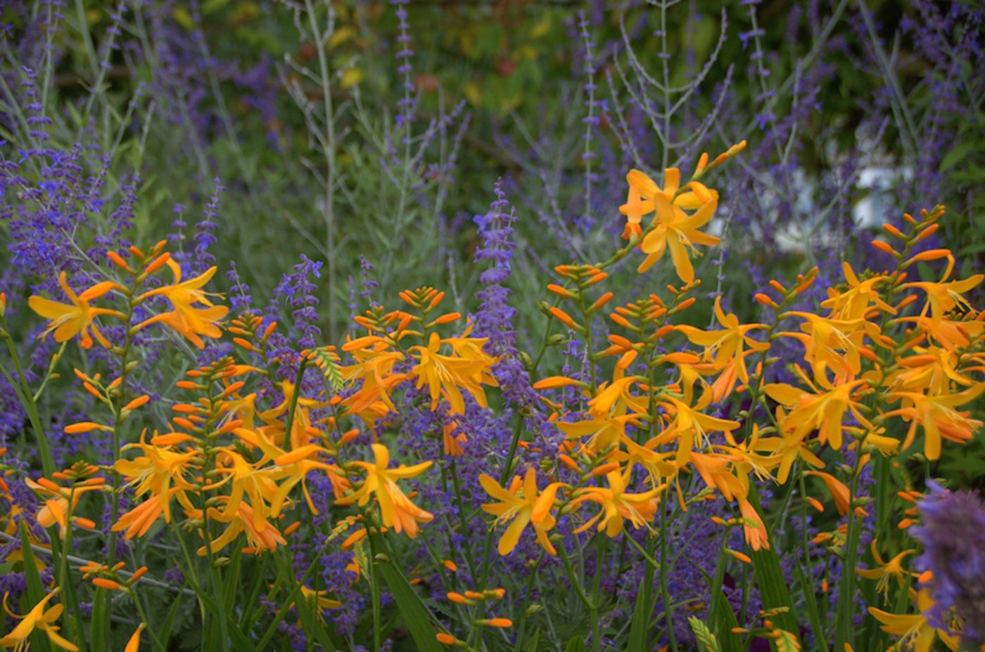 Eine hübsche Kombination aus Montbretie (Crocosmia) und Blauraute (Perovskia). (Bild GMH/Bettina Banse)