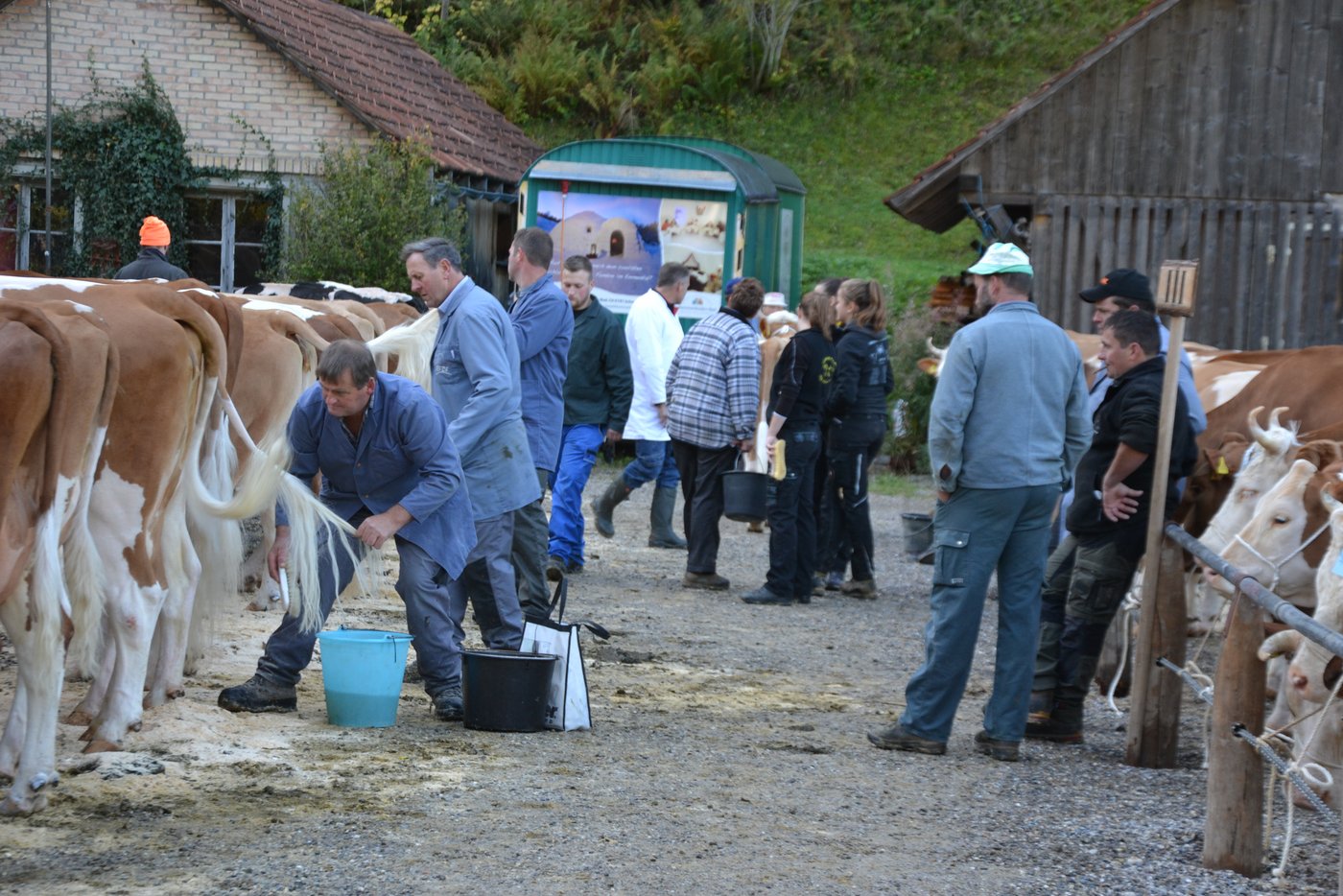Auf dem Viehschauplatz herrscht emsiges Treiben. 