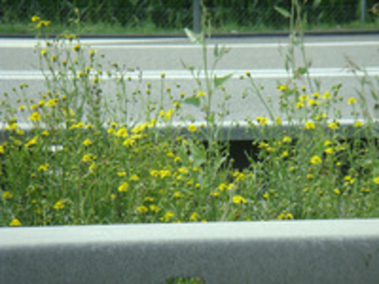 Das Schmalblättrige Greiskraut ist giftig und wächst entlang von Strassenzügen, aber leider auch auf Wiesen und Weiden. (Bild Info Flora) 